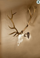 SKULL HOOKER Trophäen-Montage